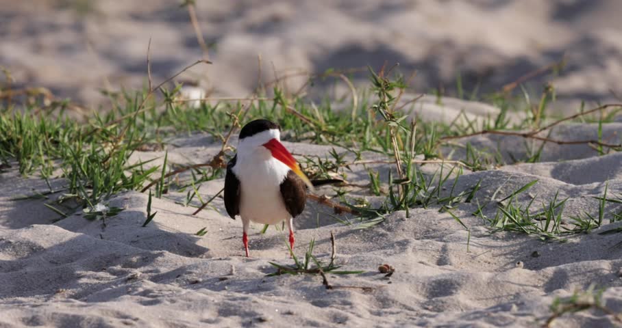 A wild African Skimmer (Rynchops flavirostris), a small black and white bird with a long orange beak, stands chirping on a sandbank along the Chobe River in Botswana's Chobe National Park.