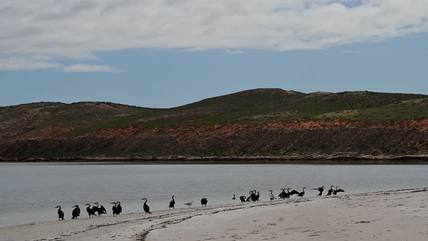 flock of australian pied cormorant, Phalacrocorax varius, on a white sand beach of Goulet bluff at shark bay along the coastline of the indian ocean in Western Australia