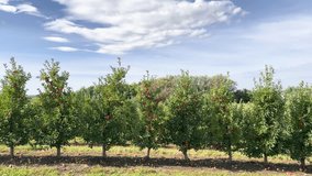 Bountiful Harvest in the Apple Grove: An expansive shot of a productive apple orchard, showcasing numerous trees full of ripe red apples,successful autumn harvest and the richness of nature's yield - Powered by Shutterstock - Get 15% off with code: PIKWIZARD15