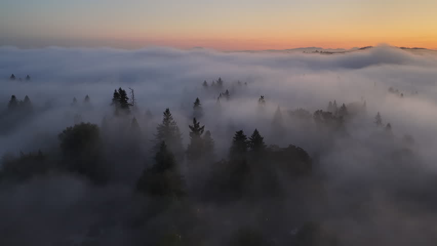 Dawn illuminates fog drifting through the forests found throughout the Willamette Valley in Oregon. The entire Pacific Northwest region is known for its vast forests and moist, temperate weather.