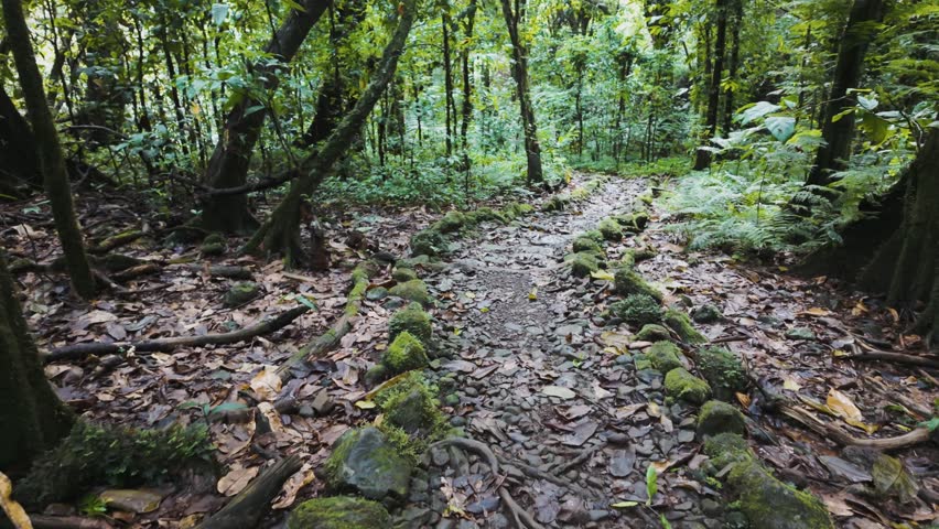 A scenic shot of a mossy forest trail surrounded by dense, green, tropical trees