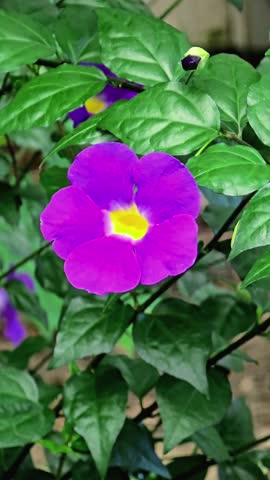 A striking purple and yellow flower is featured, with its bright colors standing out against the surrounding green leaves. A small, dark bud is also visible nearby, and another purple flower can be se