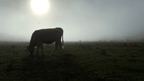 Silhouetted cow grazes under a glowing sun in a misty meadow. Dramatic lighting and soft fog create a tranquil, cinematic rural scene - Powered by Shutterstock - Get 15% off with code: PIKWIZARD15