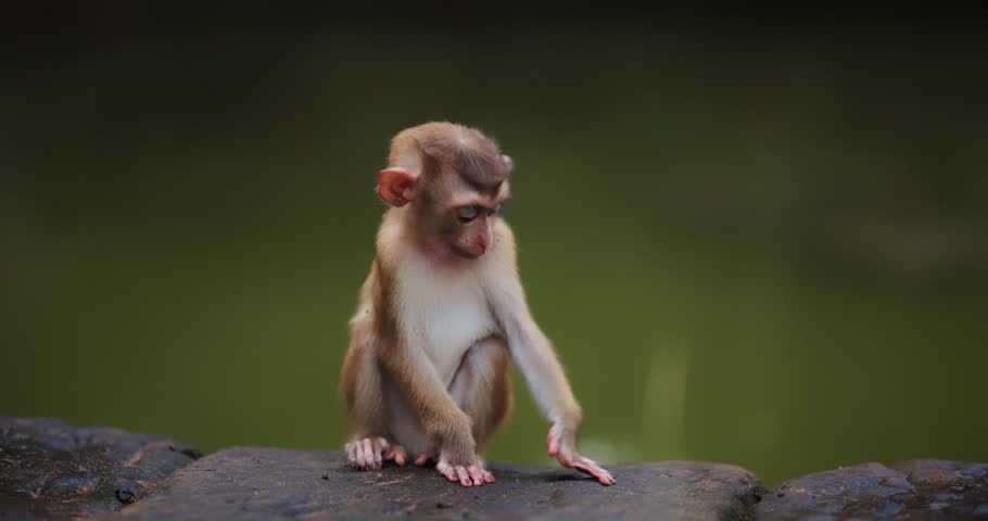 Adorable baby monkey sits on a rock and curiously touches a stone in the tropical forest. High quality wildlife footage for concepts of innocence, curiosity, nature, and conservation promo.