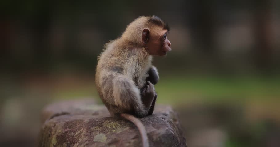 Cute baby monkey sits alone on a rock in the tropical jungle, looking curious and innocent. High quality wildlife footage for documentaries, eco promo, animal conservation, and nature projects.