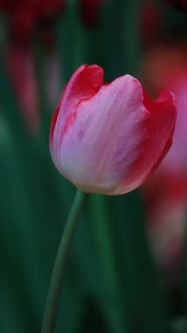 Footage of a Stunning Gradient Red and Pink Parrot Tulip