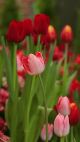 Footage of Gradient Red and Pink Parrot Tulip Blooming in the field