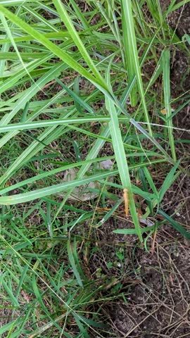 yellow dragonfly in the garden.