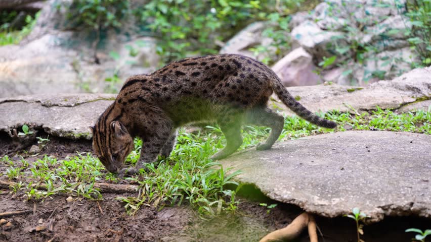 Fishing cat (Prionailurus viverrinus) wildlife big cat