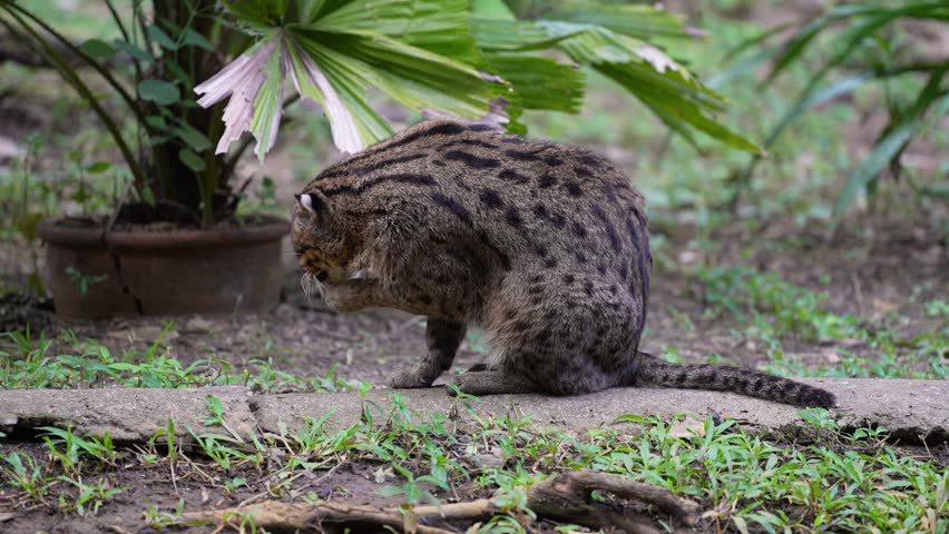Fishing cat (Prionailurus viverrinus) wildlife big cat	