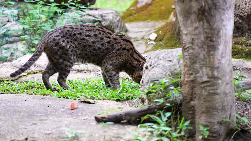 Fishing cat (Prionailurus viverrinus) wildlife big cat	