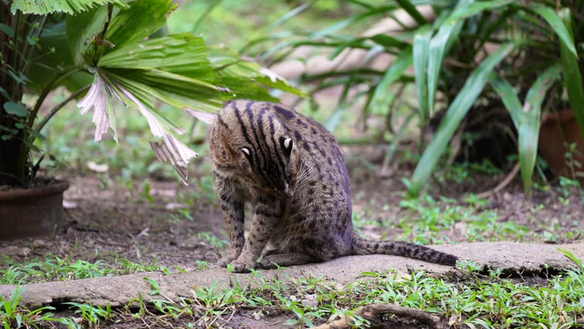 Fishing cat (Prionailurus viverrinus) wildlife big cat	