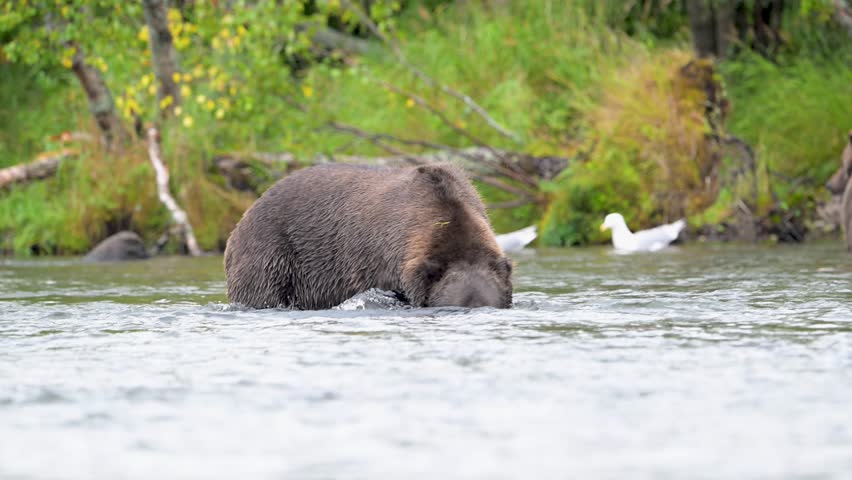 Alaskan brown bear snorkeling for salmon in September in Katmai National Park, Alaska.