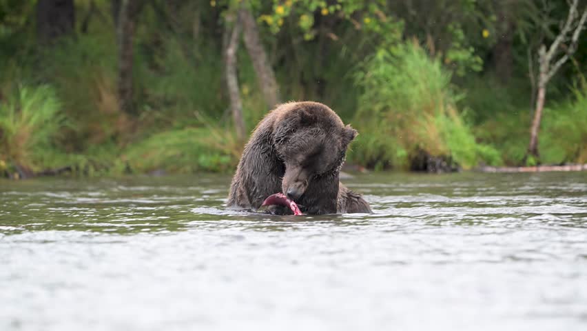 Alaskan brown bear snorkeling for salmon in September in Katmai National Park, Alaska.