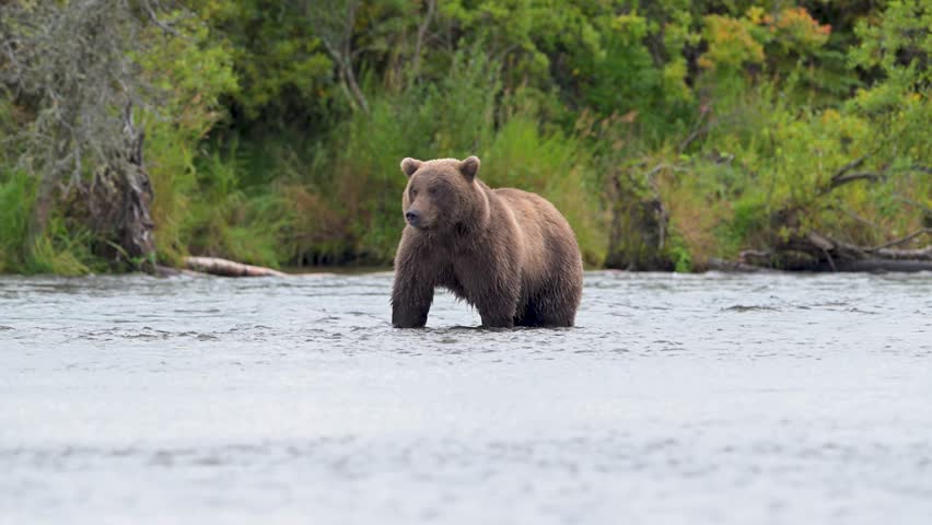 Alaskan brown bear snorkeling for salmon in September in Katmai National Park, Alaska.