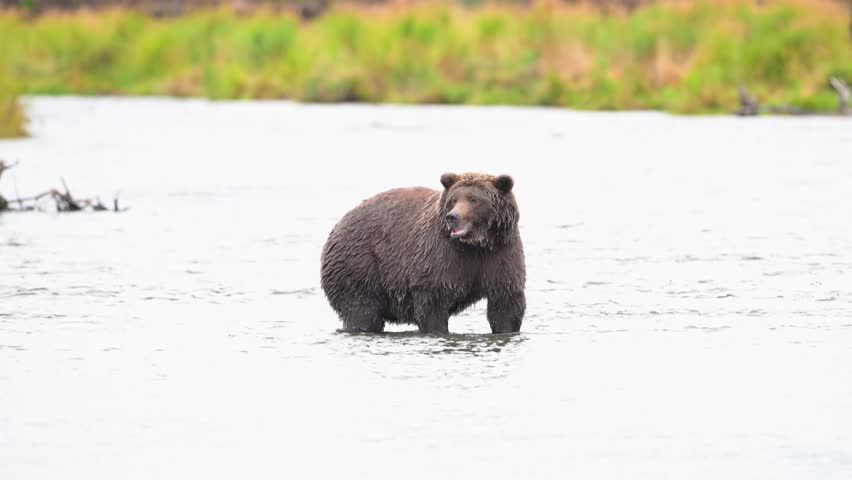 Alaskan brown bear snorkeling for salmon in September in Katmai National Park, Alaska.