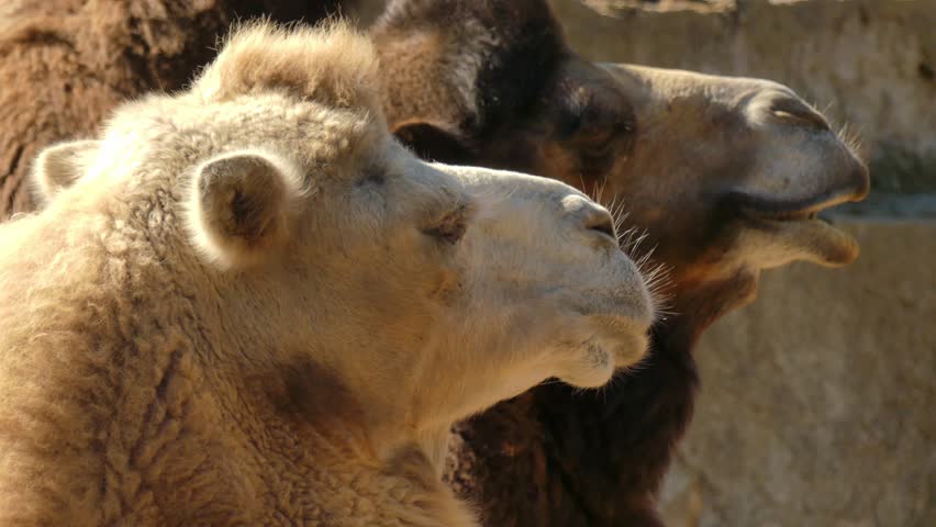 Two Bactrian camels (Camelus bactrianus) watch closely