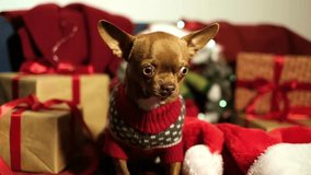 Bright red background surrounded by Christmas gifts, ornaments and garlands. The dog growls playfully, hides. New Year and Christmas background. Holiday Pet - Powered by Shutterstock - Get 15% off with code: PIKWIZARD15