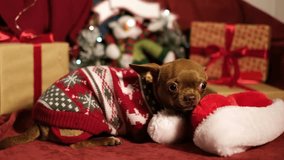 Bright red background surrounded by Christmas gifts, ornaments and garlands. The dog growls playfully, hides. New Year and Christmas background. Holiday Pet - Powered by Shutterstock - Get 15% off with code: PIKWIZARD15