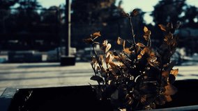 Plant with brown leaves in focus, warm sunlight casting shadows, blurred urban background, cinematic atmosphere - Powered by Shutterstock - Get 15% off with code: PIKWIZARD15