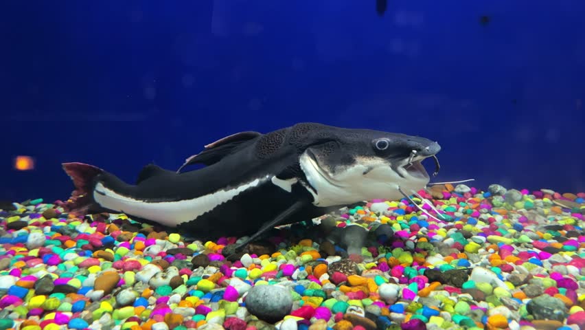  Redtail Catfish (Phractocephalus hemioliopterus) in an aquarium.