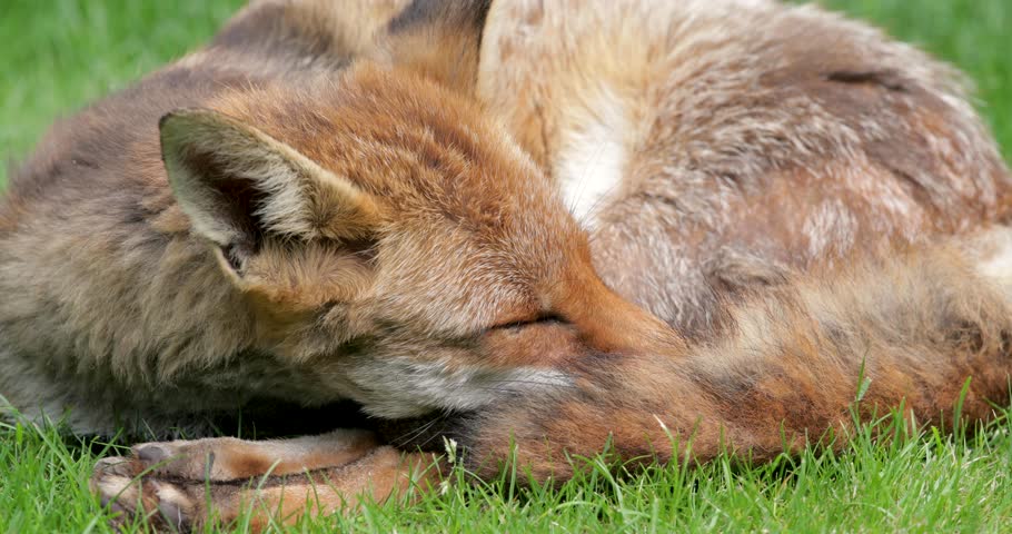 Red fox sleeping curled up, eyes closed and tail wrapped around its face, UK