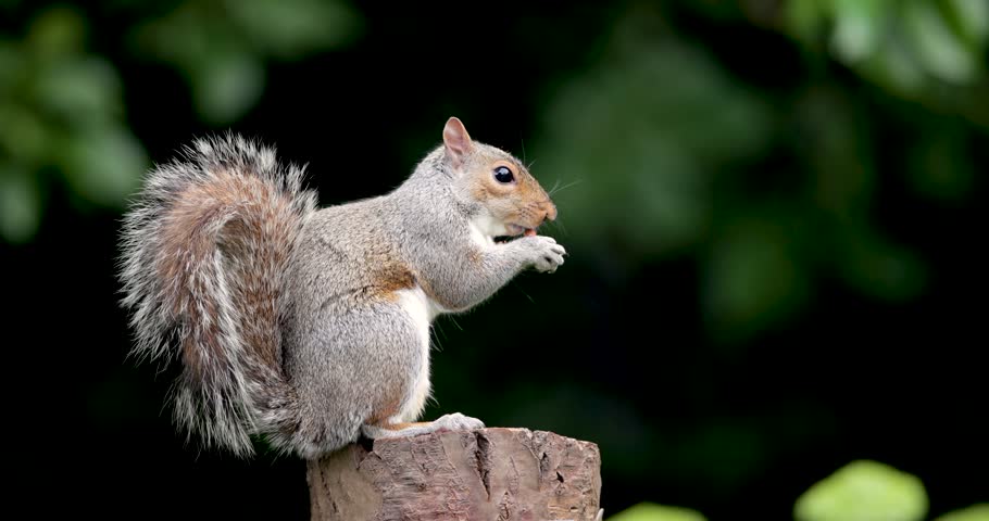 Grey squirrel eating nut on a tree stump, UK
