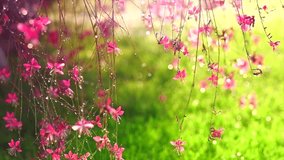 Gaura pink flowers blooming, dew drops, garden design, spring gaur lindheimeri or whirling butterflies in Mediterranean garden, sun, romantic country cottage garden, closeup, slow motion  - Powered by Shutterstock - Get 15% off with code: PIKWIZARD15