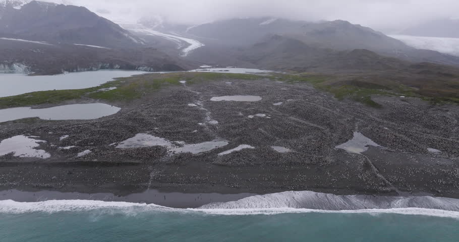 A drone view of immense gathering of King Penguins along the black sand beach with misty mountains at St Andrews Bay in South Georgia, Antarctica