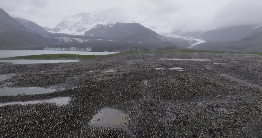 A drone view of hundreds of thousands of penguins spread across the dark volcanic beach with snow-covered mountains and glaciers in South Georgia