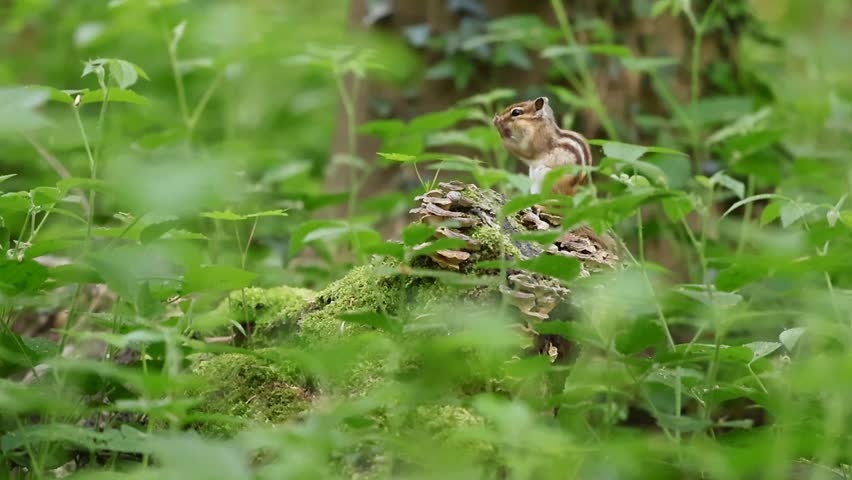 A chipmunk hidden among green foliage, blending into its natural woodland habitat