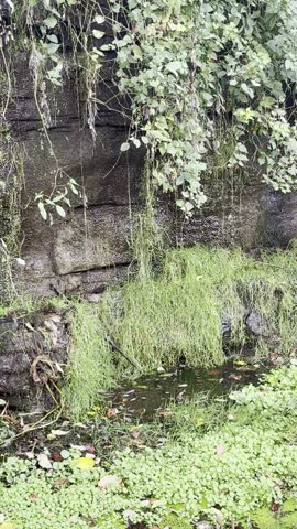 Water cascading off of rocky cliff surface onto green grass below 