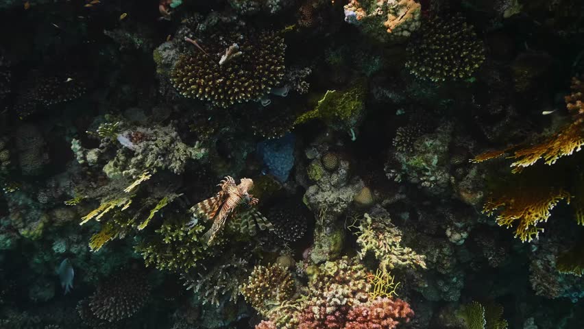 A close up shot of a vibrant red lionfish Pterois volitans gracefully swimming through a diverse and colorful coral reef ecosystem. The footage captures the intricate details of the lionfish