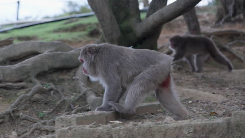 Wild Monkeys in Arashiyama, Kyoto, Japan