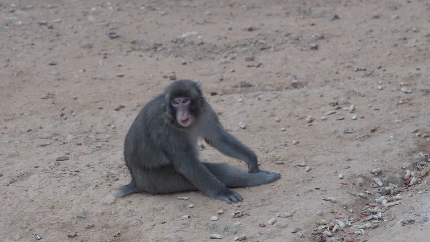 Wild Monkeys in Arashiyama, Kyoto, Japan