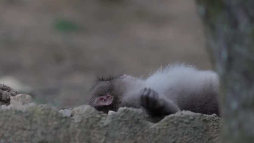 Wild Monkeys in Arashiyama, Kyoto, Japan