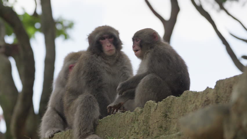 Wild Monkeys in Arashiyama, Kyoto, Japan