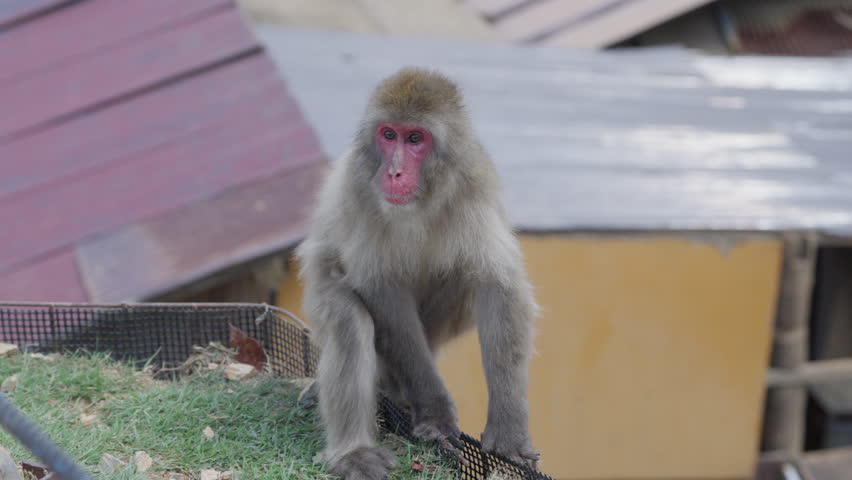 Wild Monkeys in Arashiyama, Kyoto, Japan