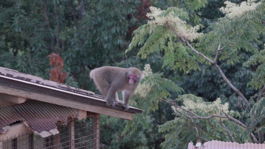 Wild Monkeys in Arashiyama, Kyoto, Japan