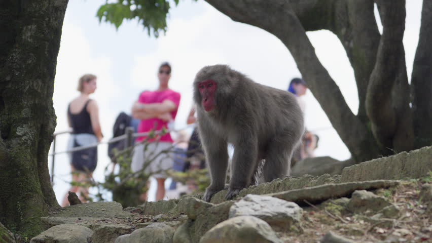 Wild Monkeys in Arashiyama, Kyoto, Japan