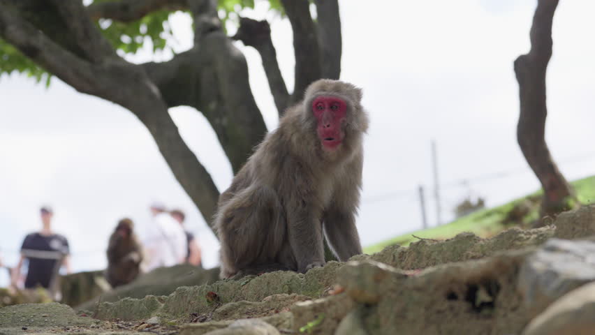 Wild Monkeys in Arashiyama, Kyoto, Japan