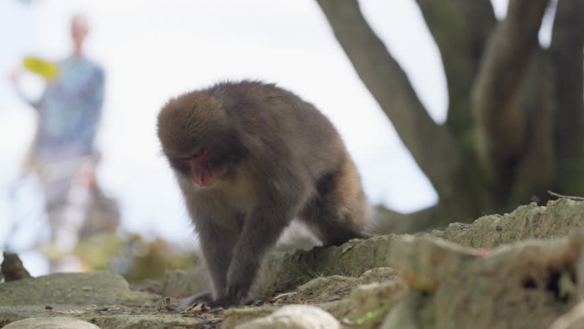 Wild Monkeys in Arashiyama, Kyoto, Japan