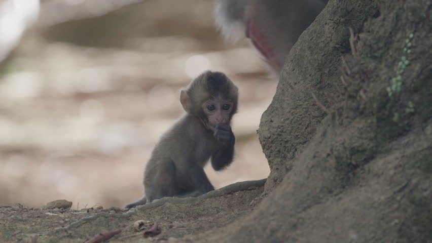 Wild Monkeys in Arashiyama, Kyoto, Japan