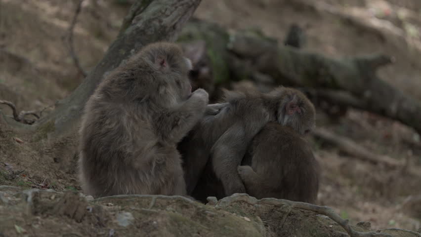 Wild Monkeys in Arashiyama, Kyoto, Japan
