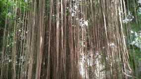 The hanging roots or vines of plants in Indonesia's tropical forests look beautiful and majestic. They hang vertically like curtains on tree branches. Sunlight penetrates the gaps the leaves and vines - Powered by Shutterstock - Get 15% off with code: PIKWIZARD15