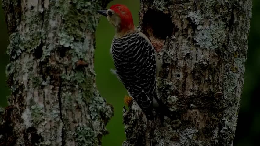 Red-bellied woodpecker perched on a lichen-covered tree trunk near a hole.