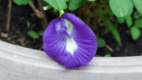 Butterfly pea or bluebellvine or blue pea or cordofan pea (Clitoria ternatea),The flowers of this vine were imagined to have the shape of human female genitals.  - Powered by Shutterstock - Get 15% off with code: PIKWIZARD15