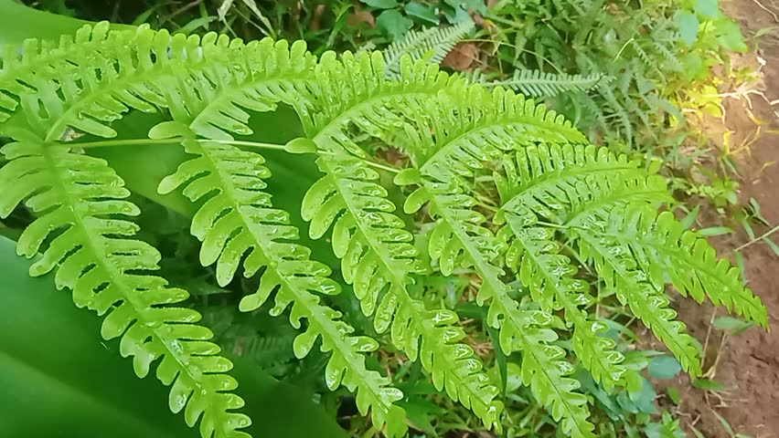 Video of fresh green fern leaves swaying gently in the wind