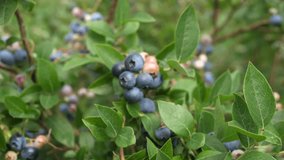 A person is harvesting fresh blueberries, carefully picking ripe ones from the bush and placing them into a small cardboard container. The lush green leaves and clusters of blueberry berries in - Powered by Shutterstock - Get 15% off with code: PIKWIZARD15