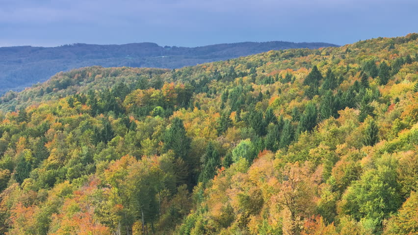 AERIAL: Vast, vibrant autumn forest stretches across hilly landscape. Colours of the lush trees range from dark green to bright yellow and orange, creating a dramatic natural canvas under cloudy sky.